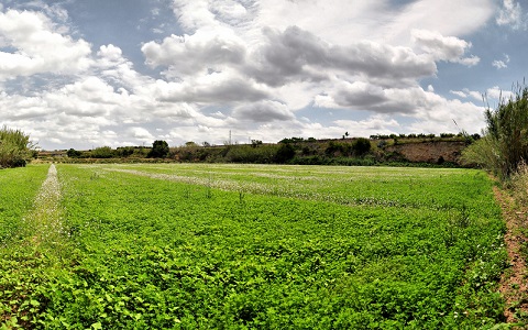 Estudian métodos alternativos para combatir plagas de la alfalfa en Aragón